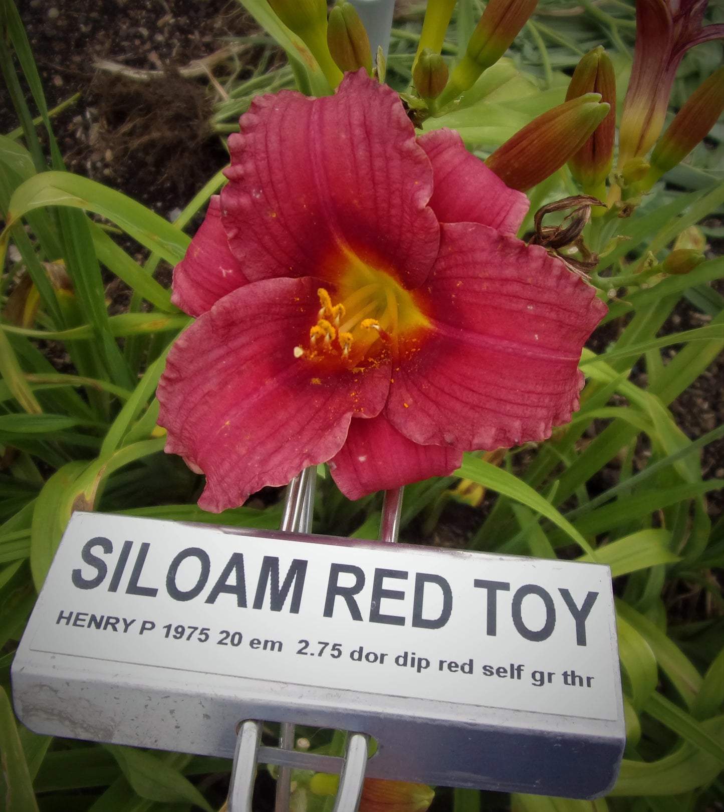 SILOAM RED TOY