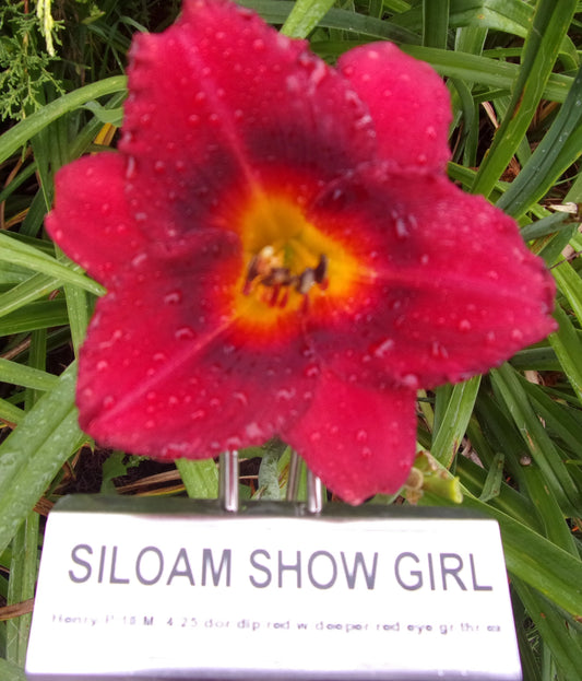 SILOAM SHOW GIRL