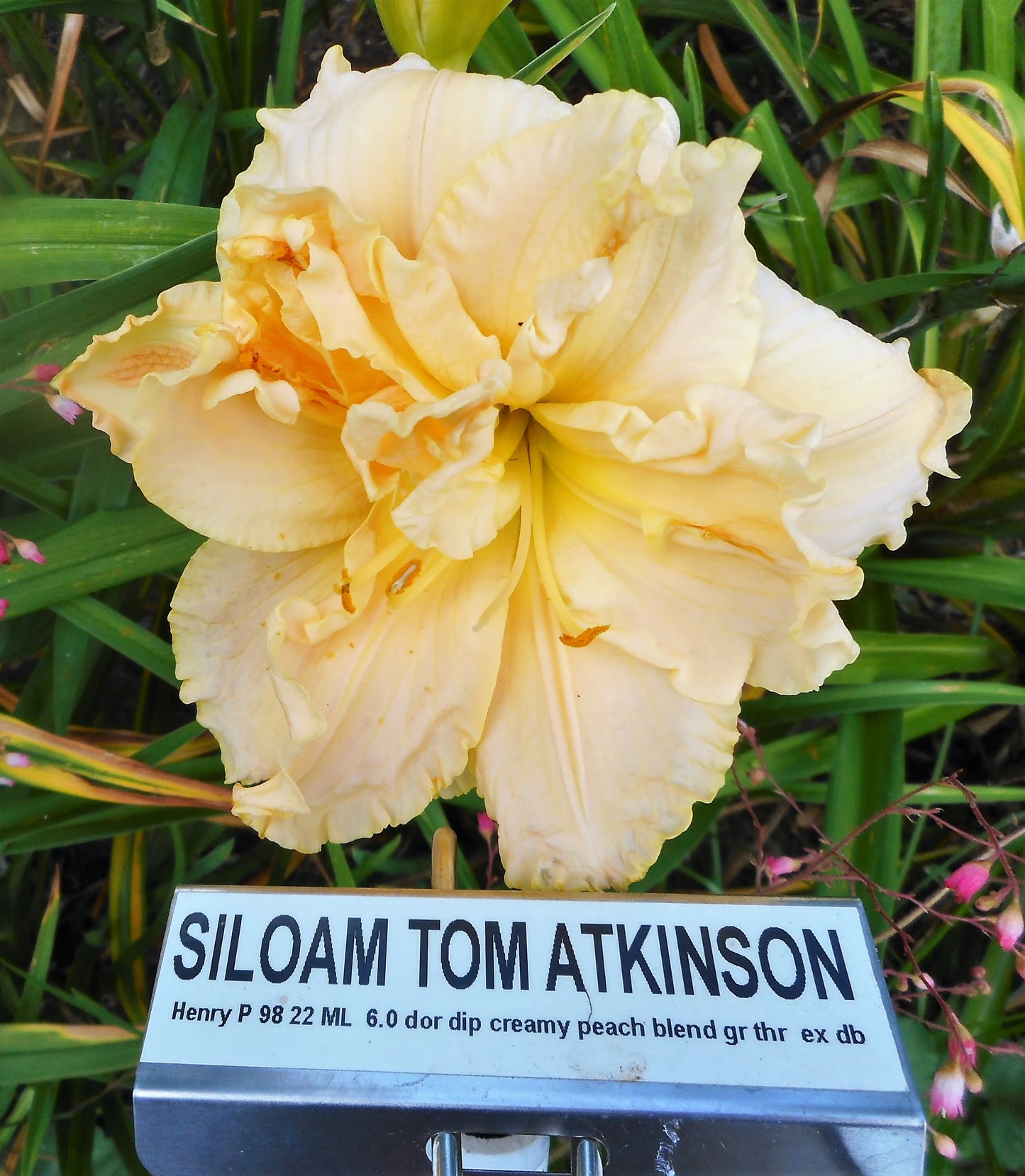 SILOAM TOM ATKINSON