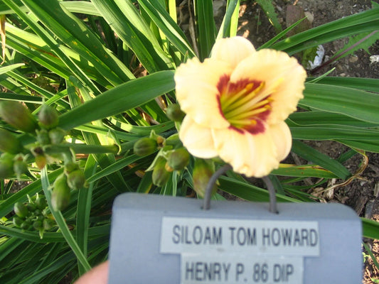 SILOAM TOM HOWARD