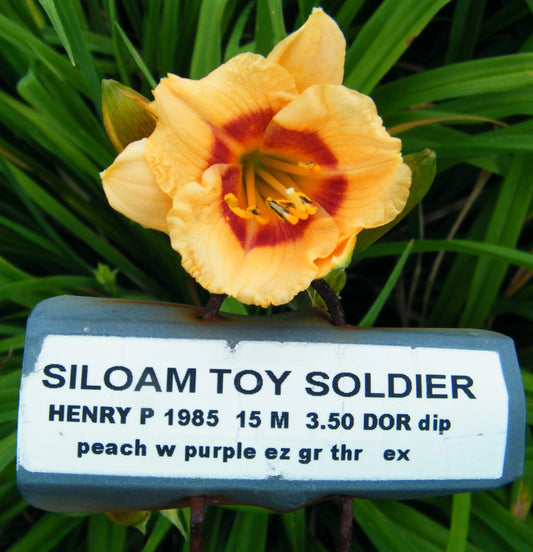SILOAM TOY SOLDIER