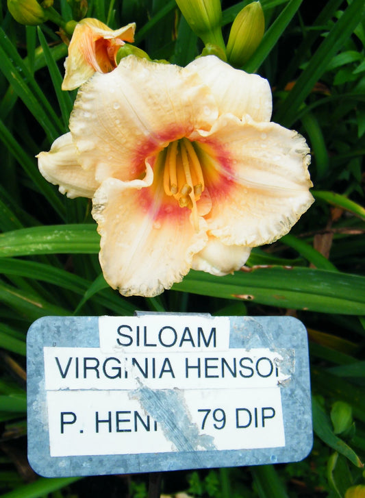 SILOAM VIRGINIA HENSON