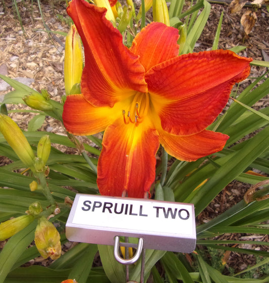 SPRUIL TWO