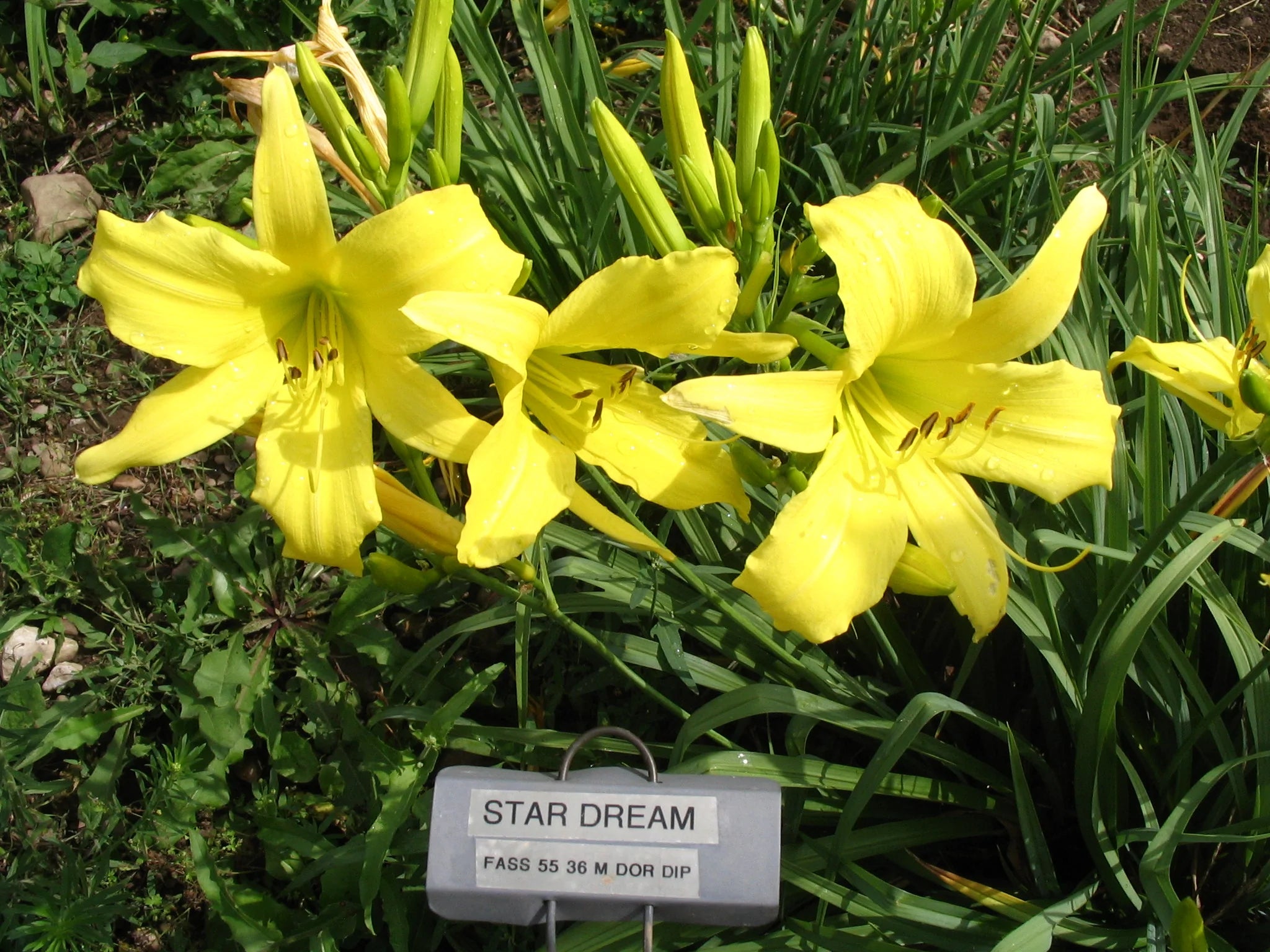 STAR DREAM – QB Daylily Gardens