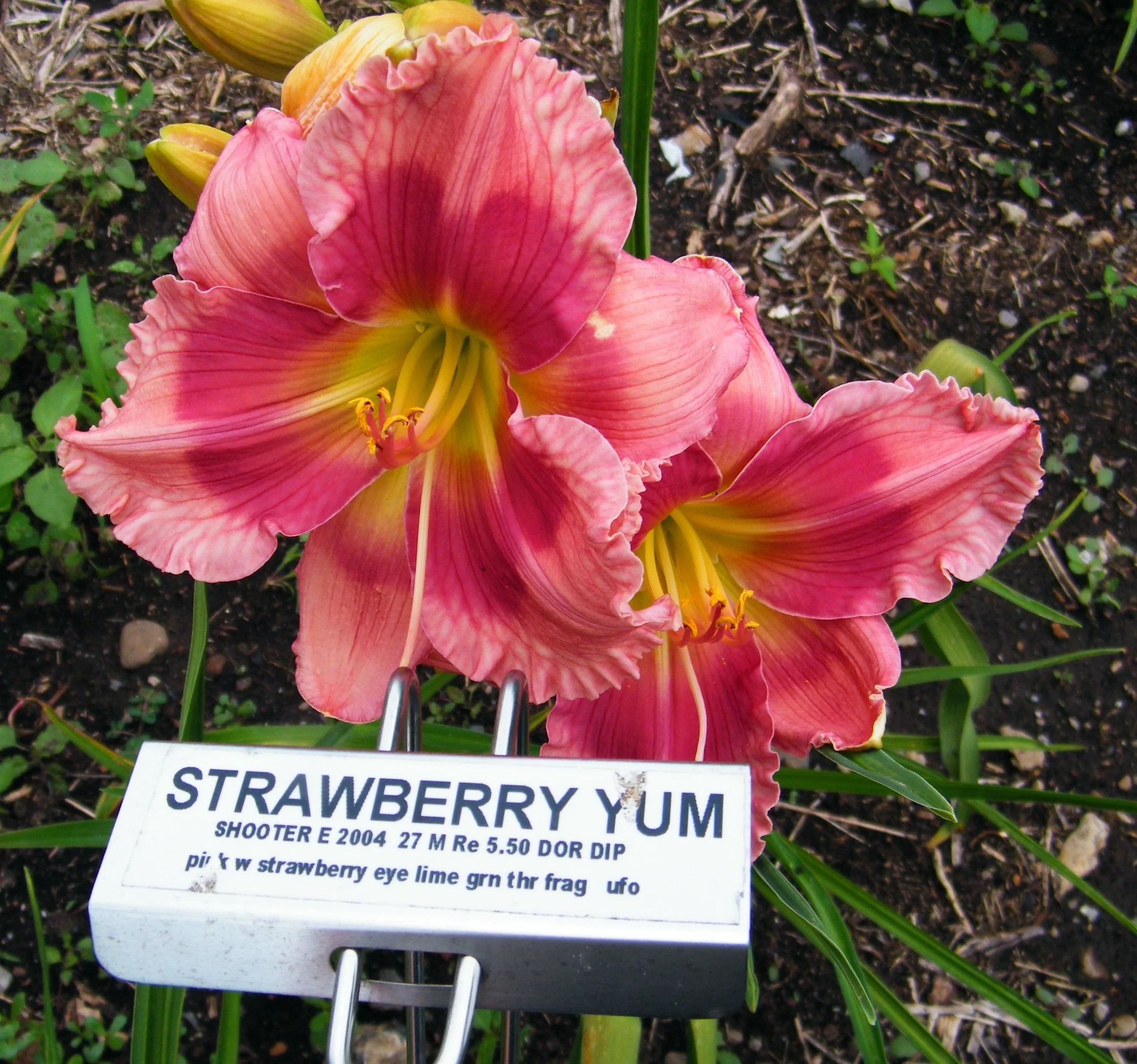 STRAWBERRY YUM – QB Daylily Gardens