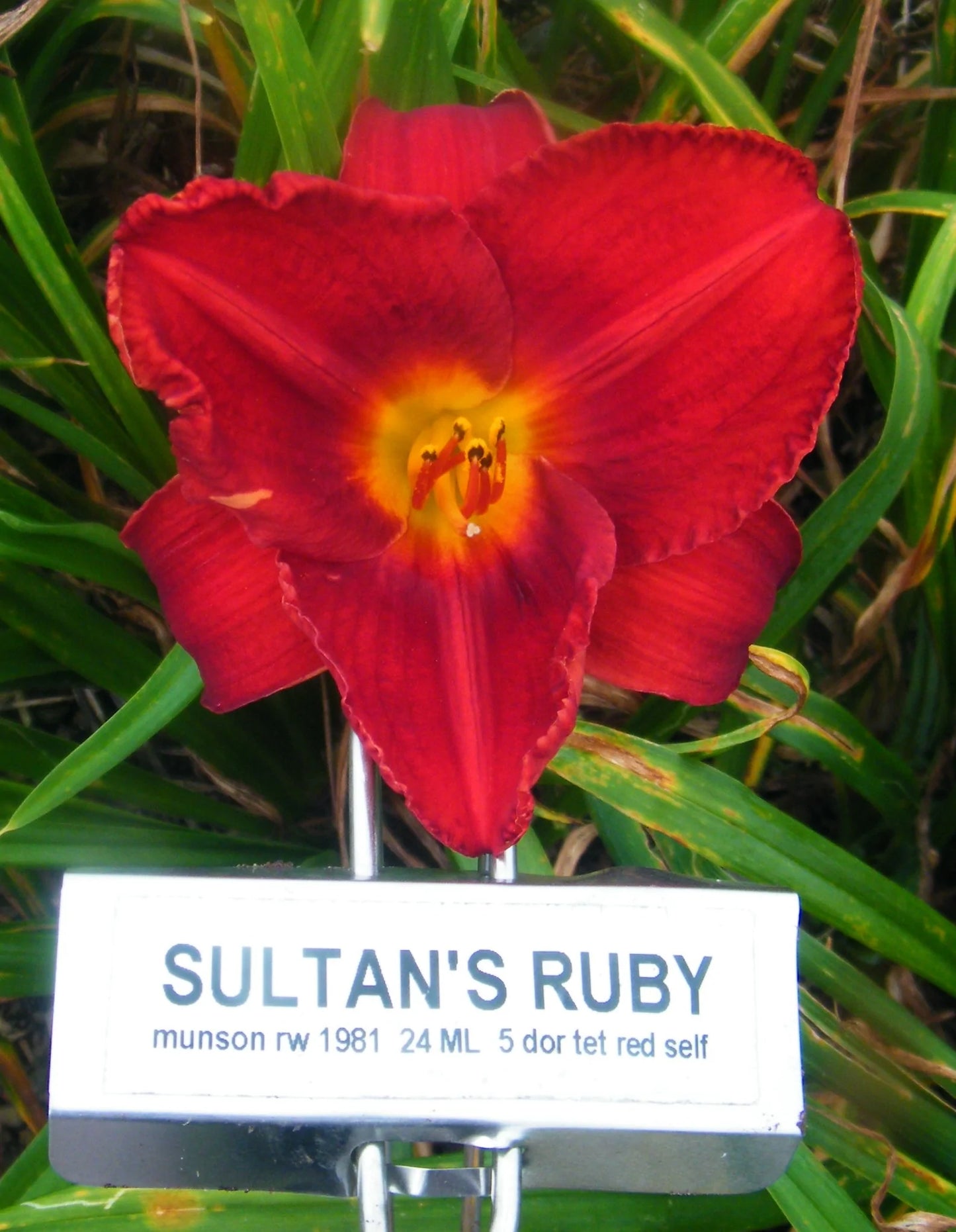 SULTANS RUBY