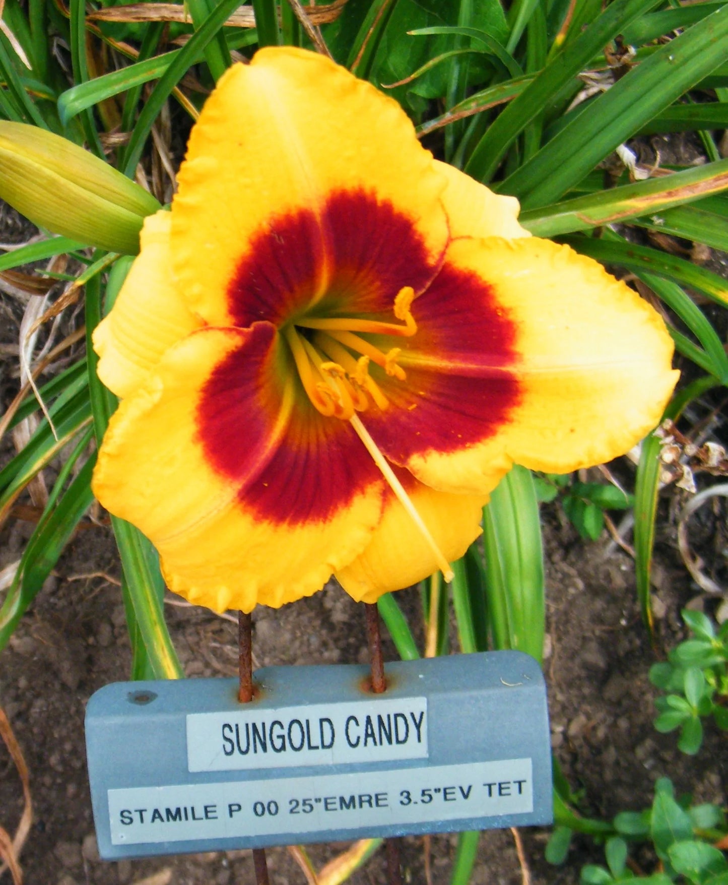 SUNGOLD CANDY