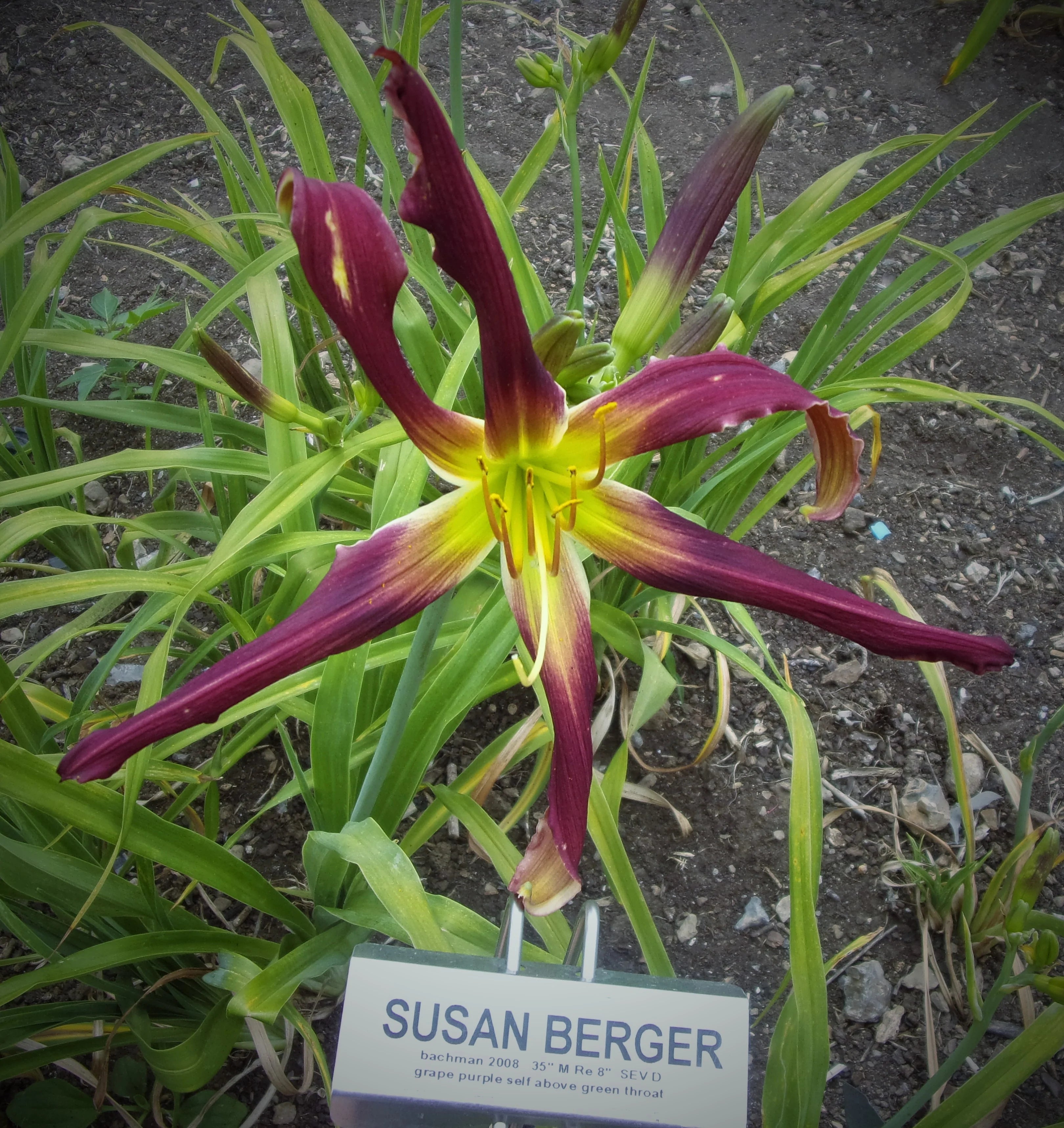 SUSAN BERGER – QB Daylily Gardens