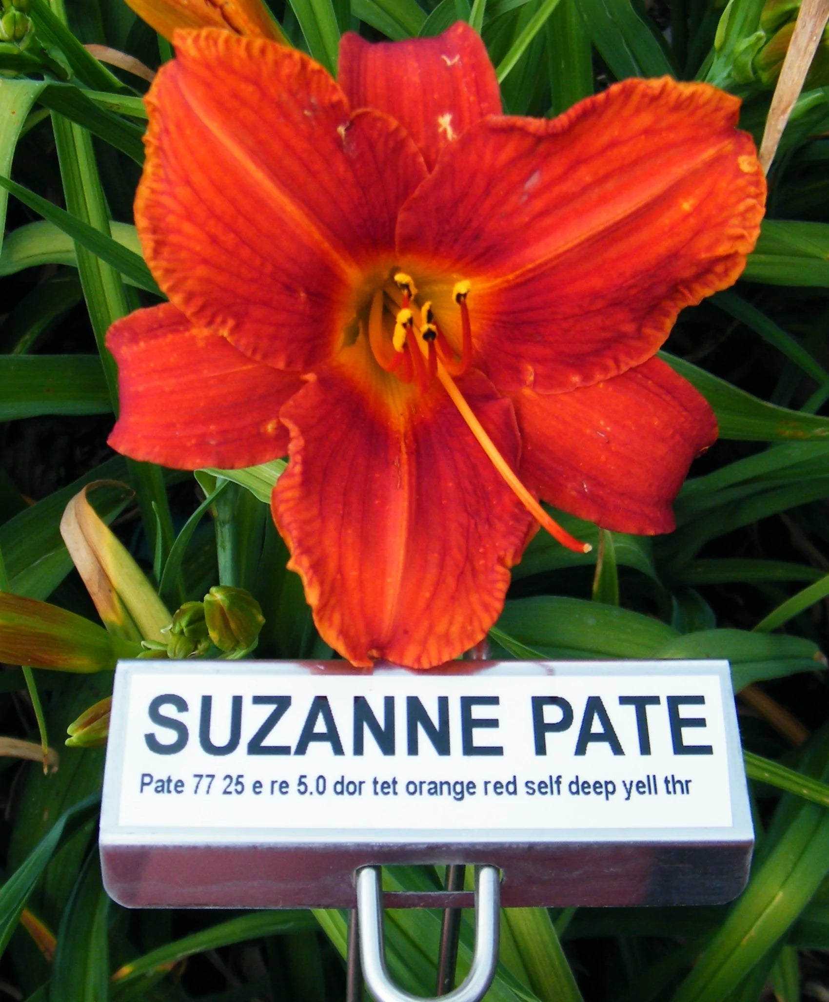 SUZANNE PATE – QB Daylily Gardens