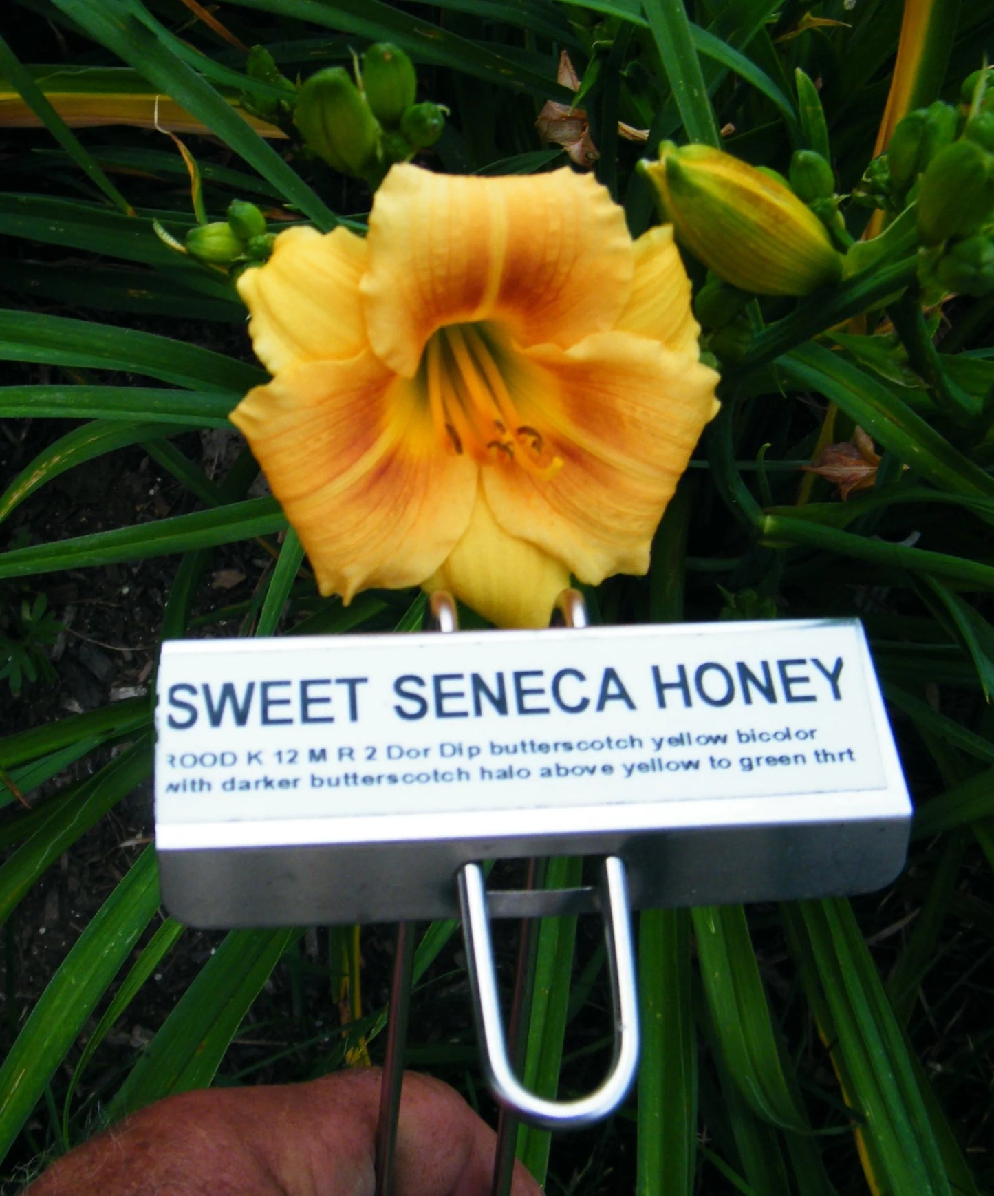 SWEET SENECA HONEY