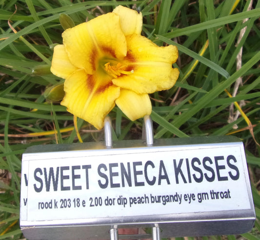 SWEET SENECA KISSES