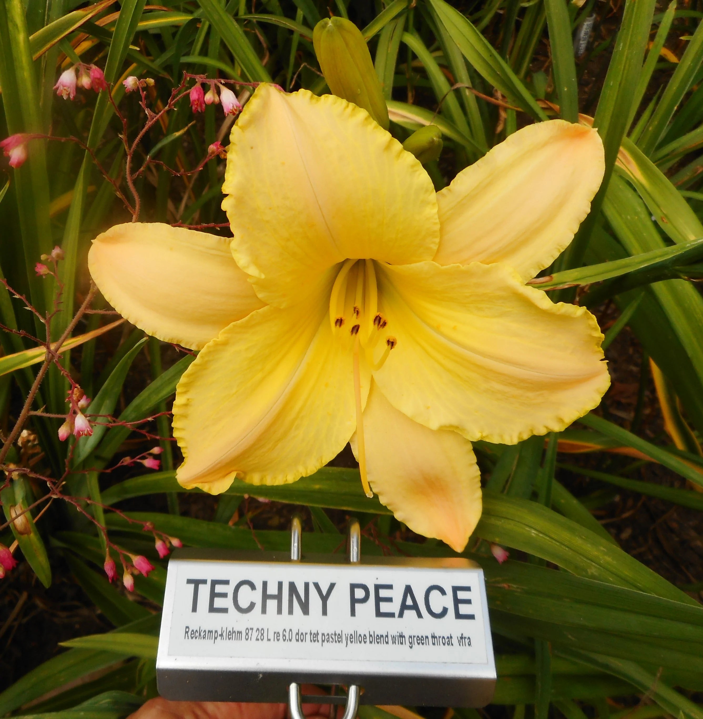 TECHNY PEACE – QB Daylily Gardens