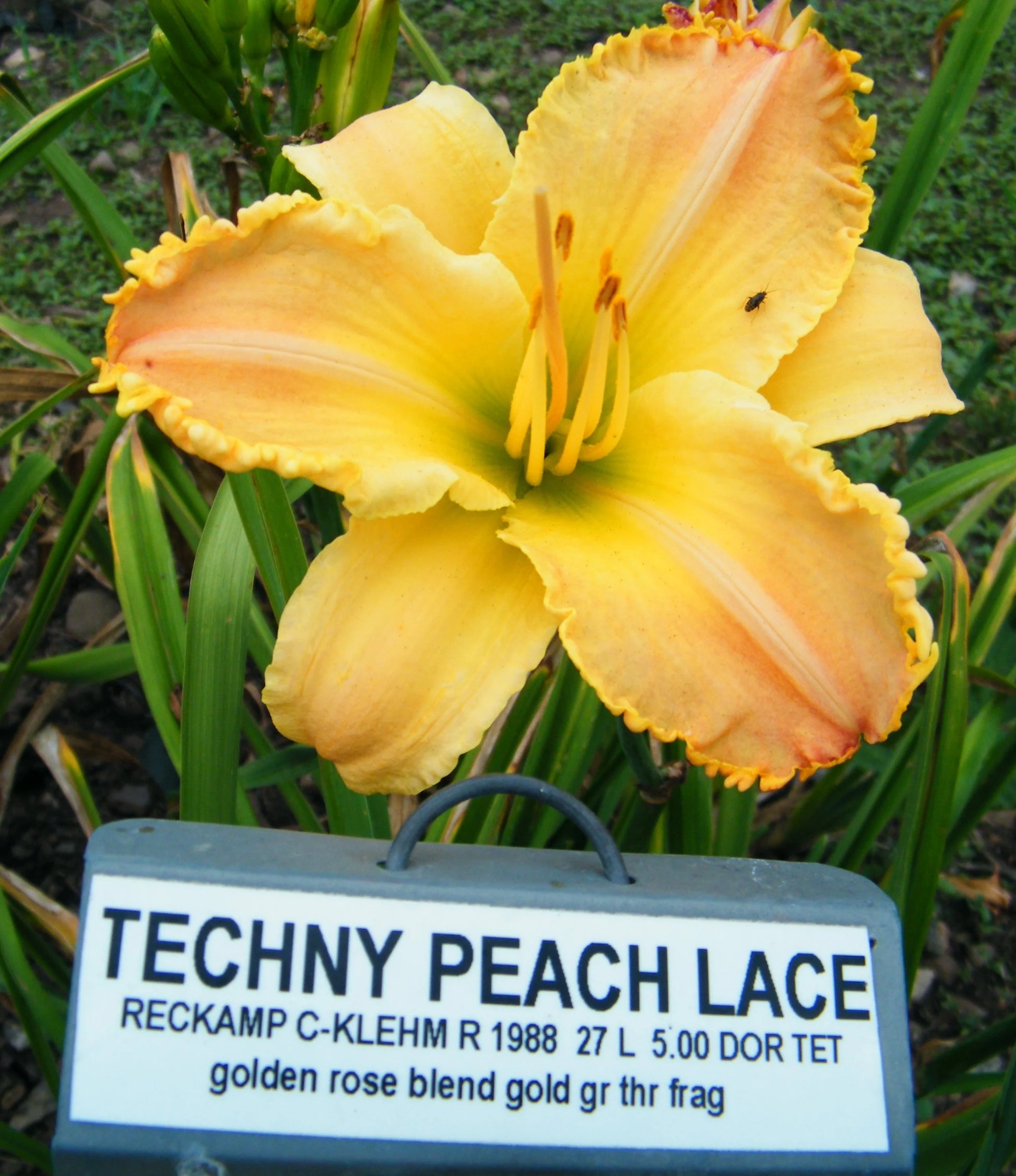 TECHNY PEACH LACE – QB Daylily Gardens