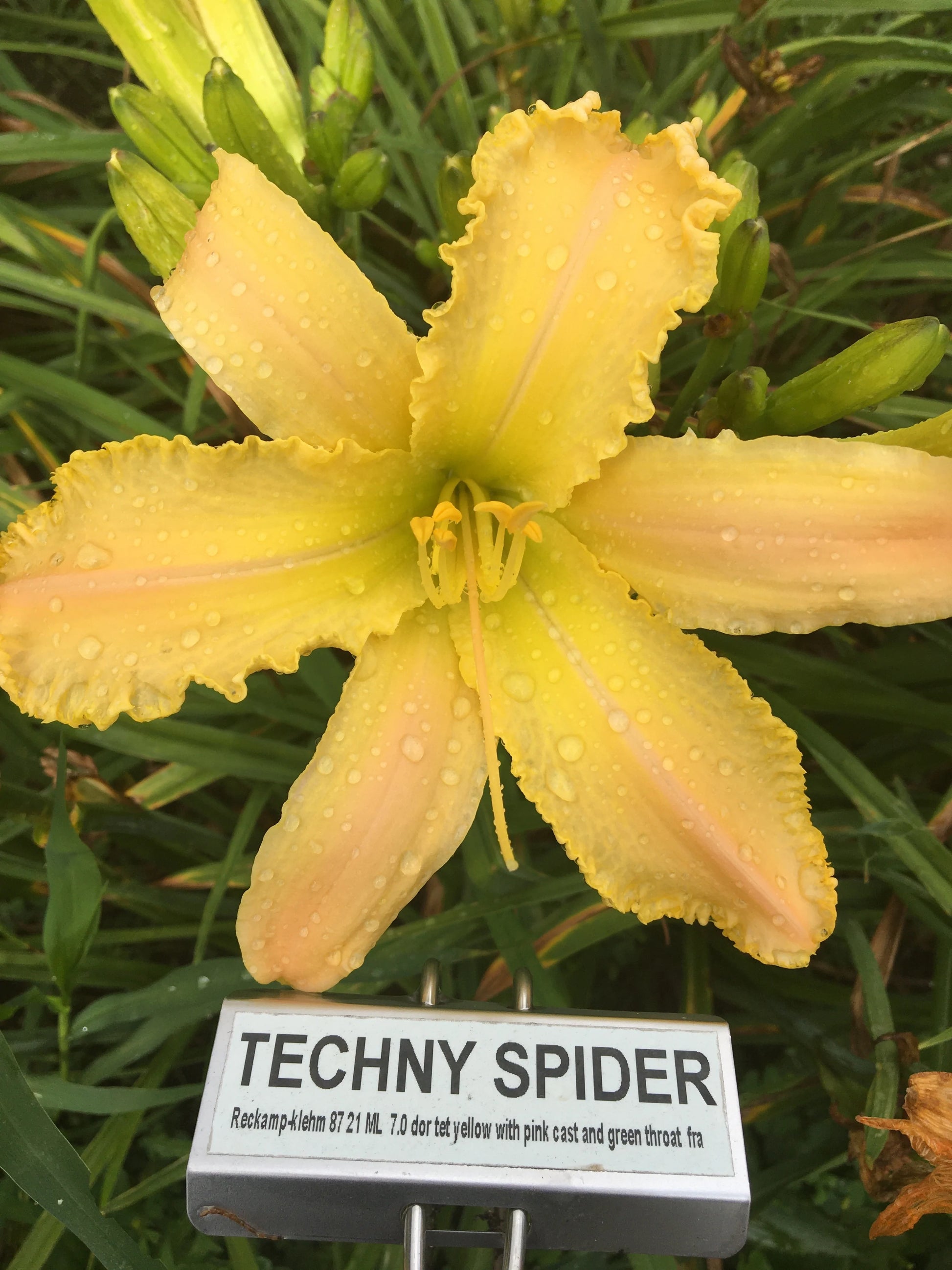 TECHNY SPIDER – QB Daylily Gardens