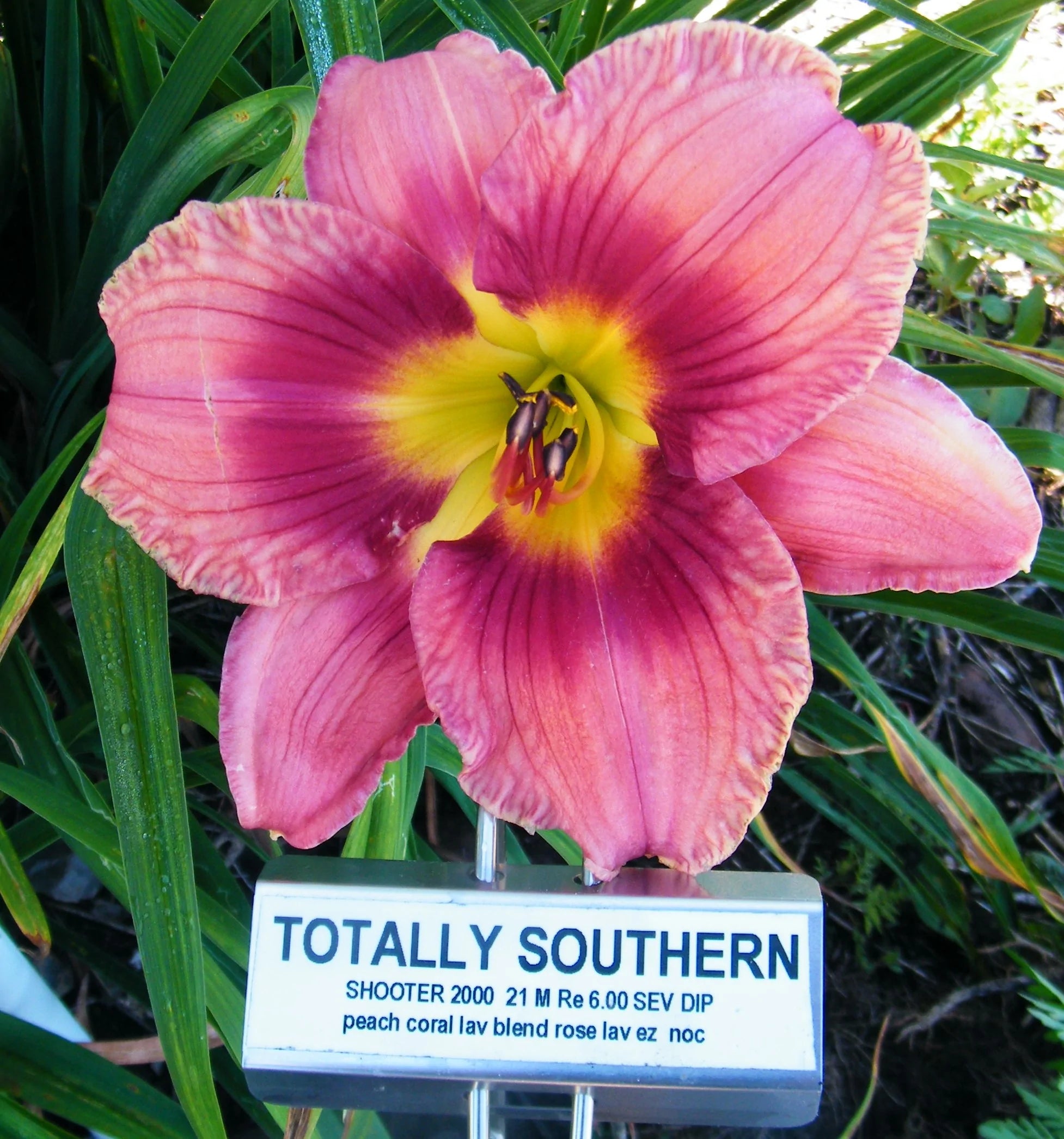 TOTALLY SOUTHERN – QB Daylily Gardens