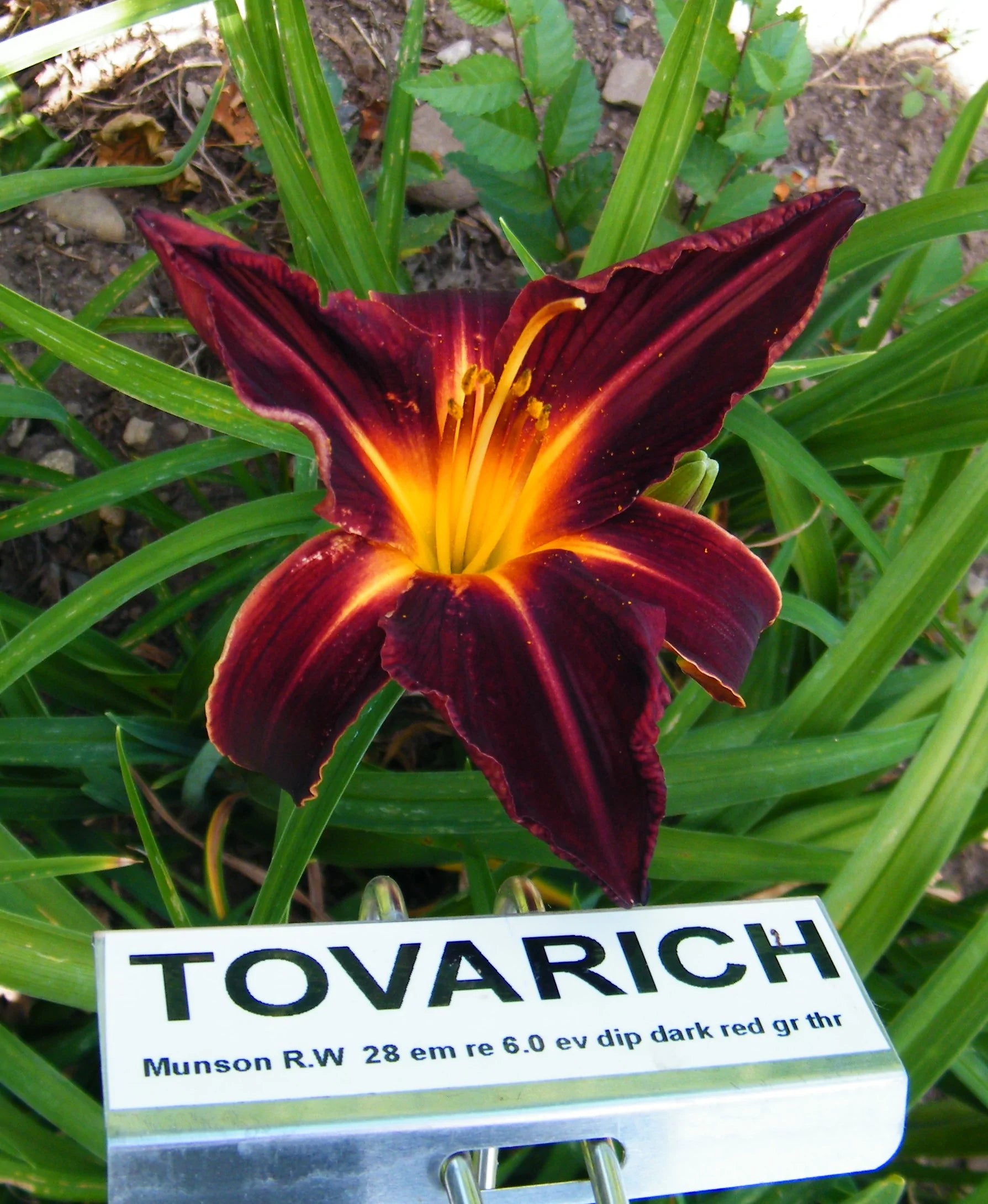 TOVARICH – QB Daylily Gardens