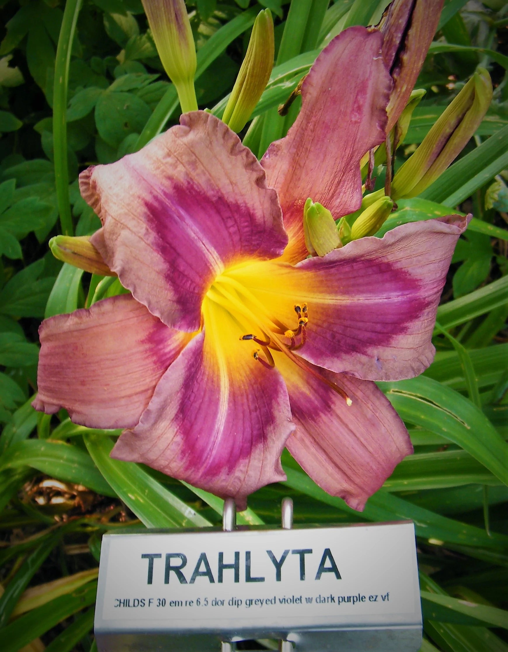 TRAHLYTA QB Daylily Gardens Trahlyta qb daylily gardens