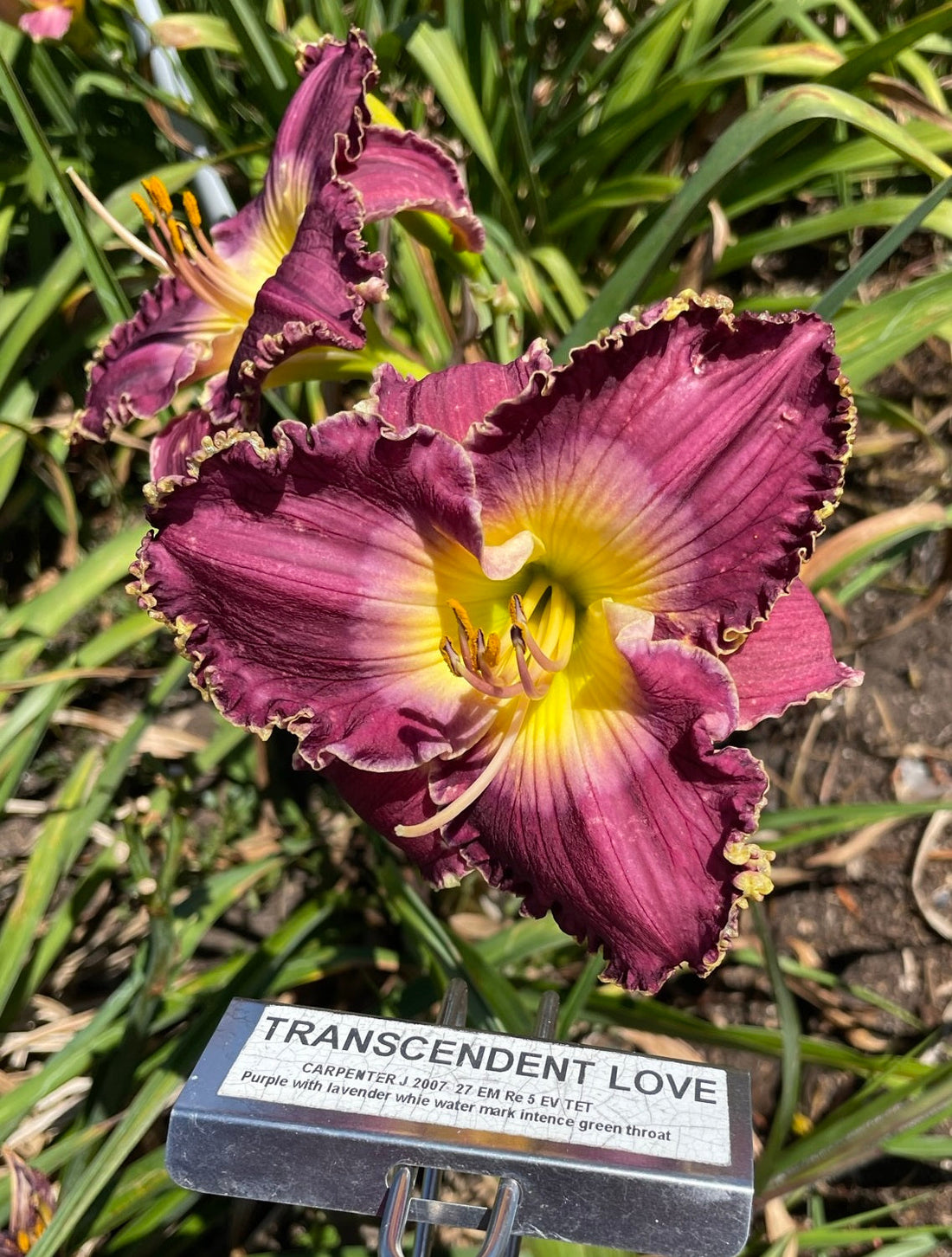 TRANSCENDENT LOVE – QB Daylily Gardens