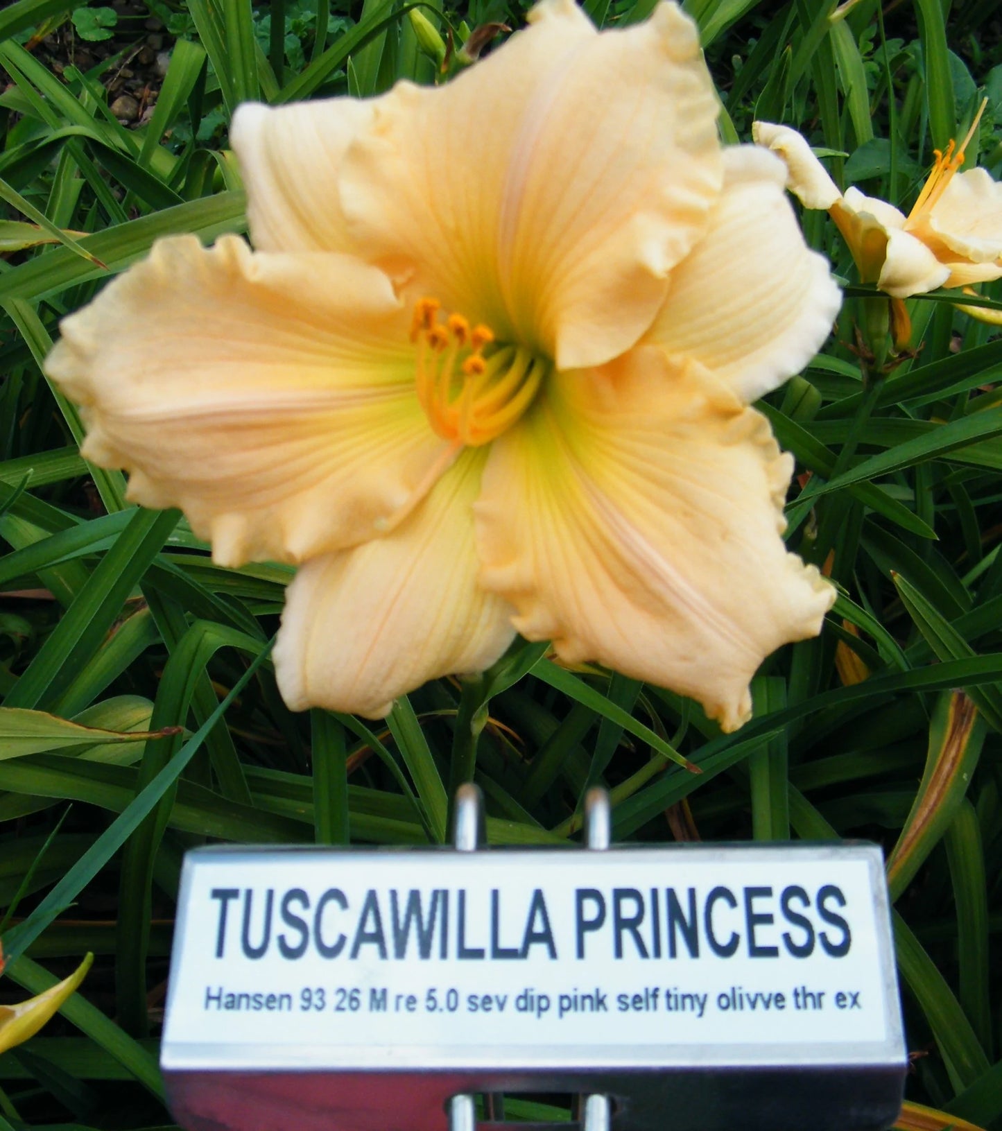 TUSCAWILLA PRINCESS