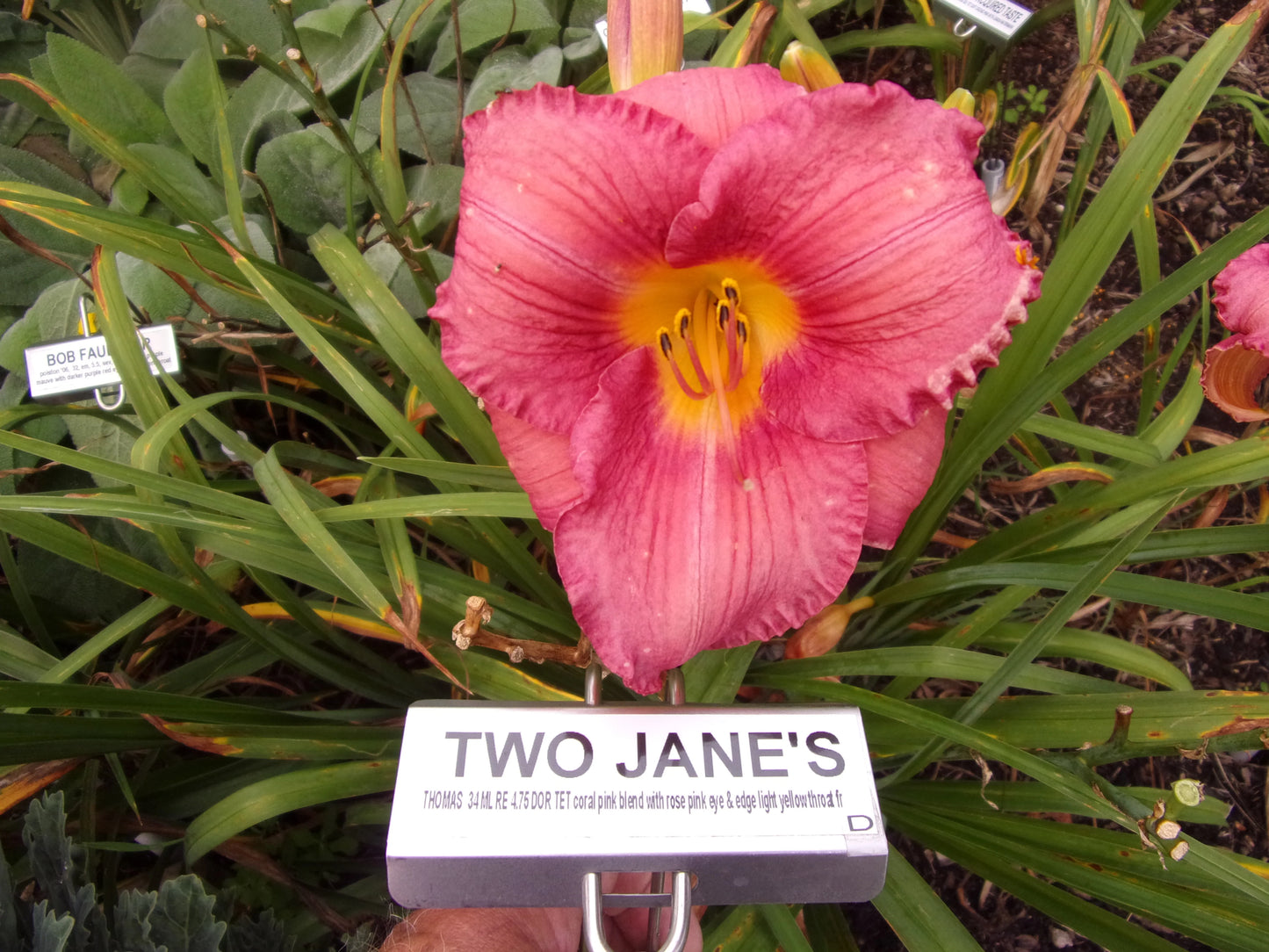 TWO JANE'S