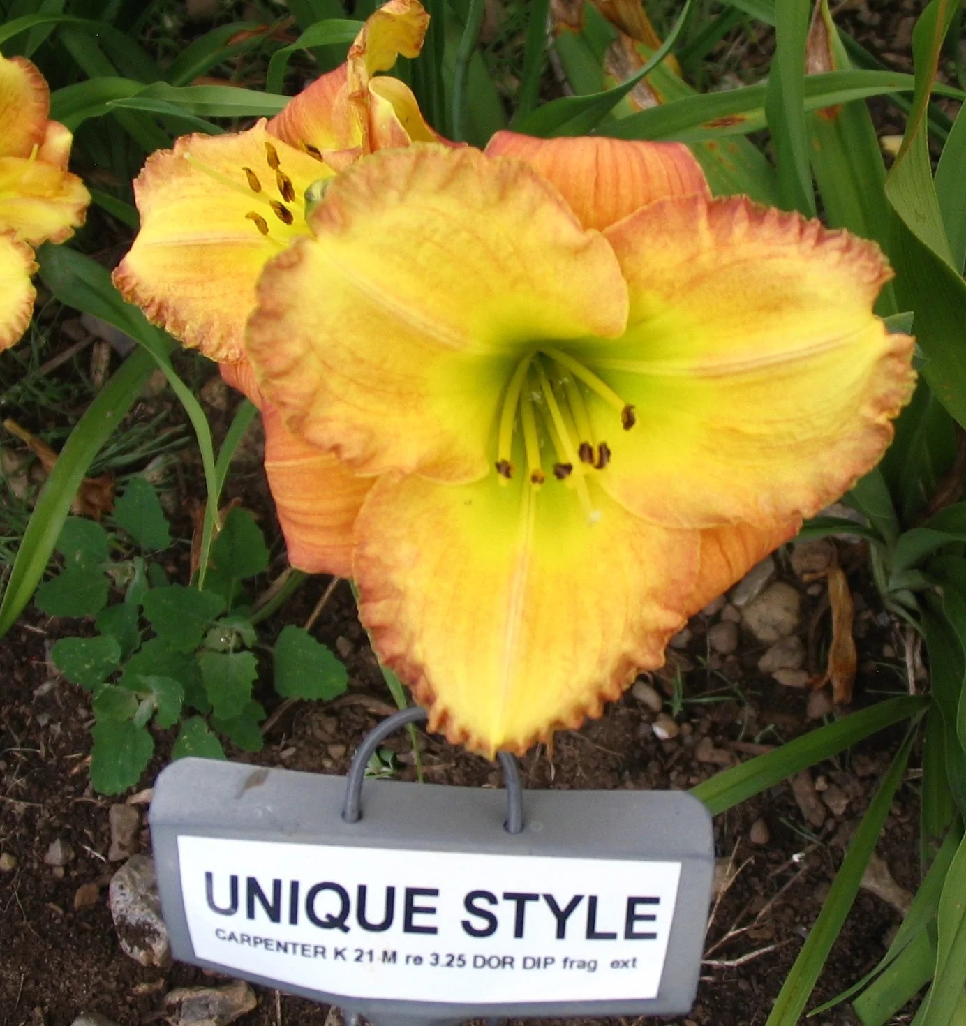 UNIQUE STYLE – QB Daylily Gardens