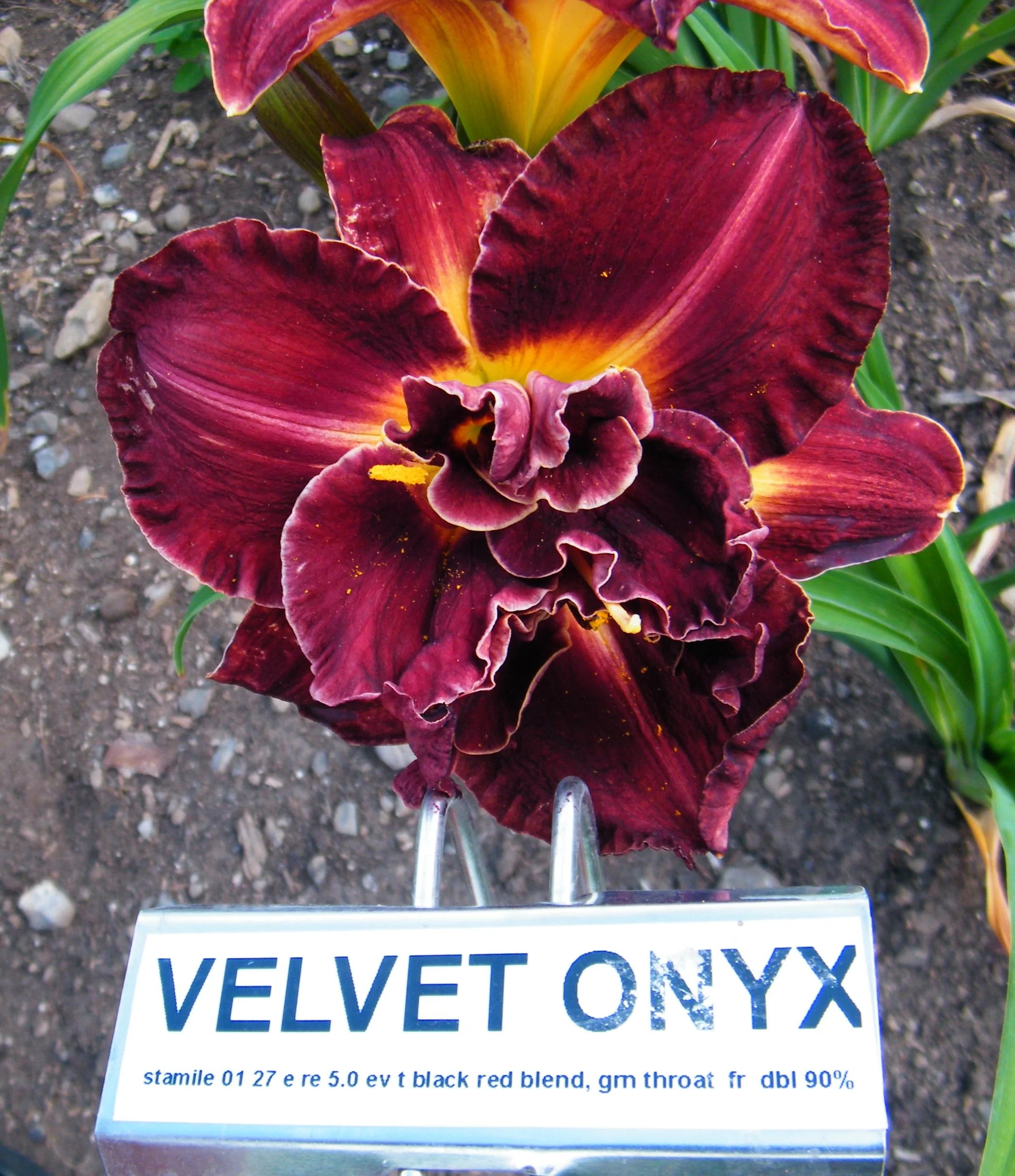 VELVET ONYX – QB Daylily Gardens