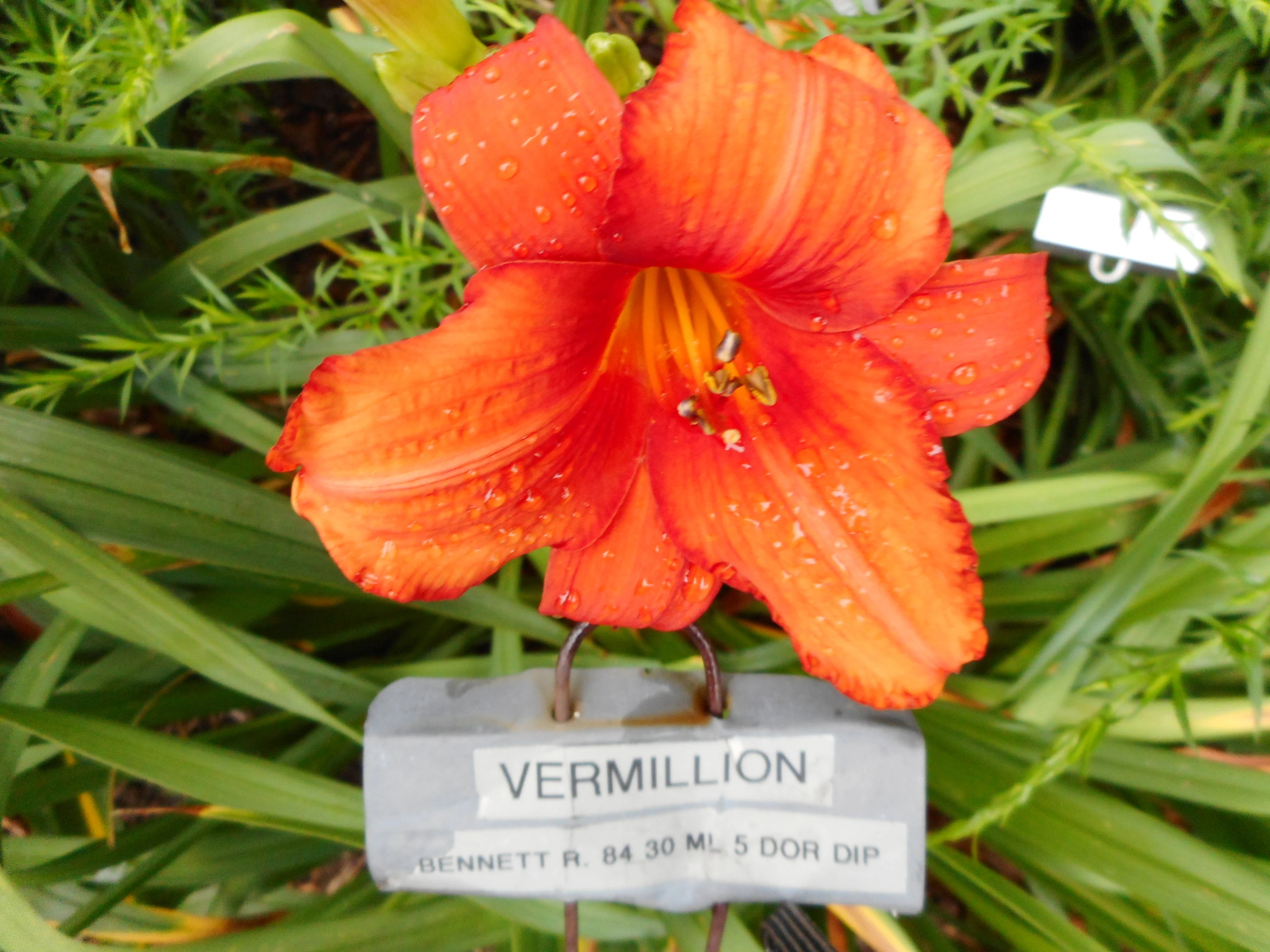 VERMILLION – QB Daylily Gardens