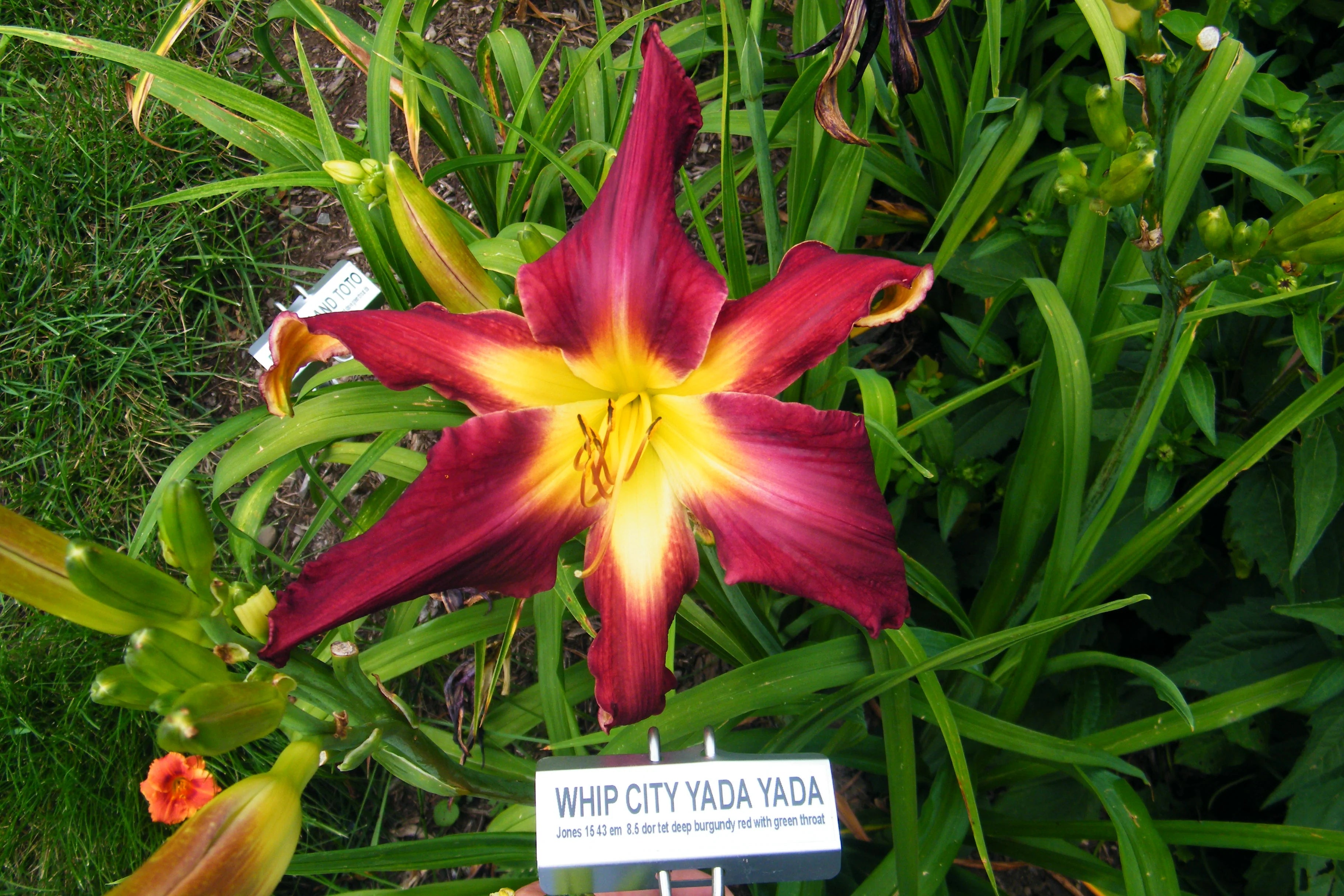 WHIP CITY YADA YADA – QB Daylily Gardens