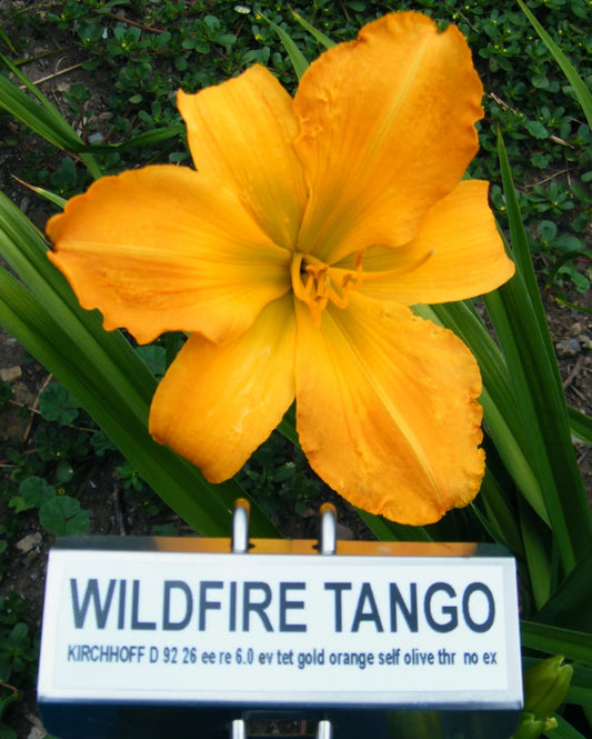 WILD FIRE TANGO