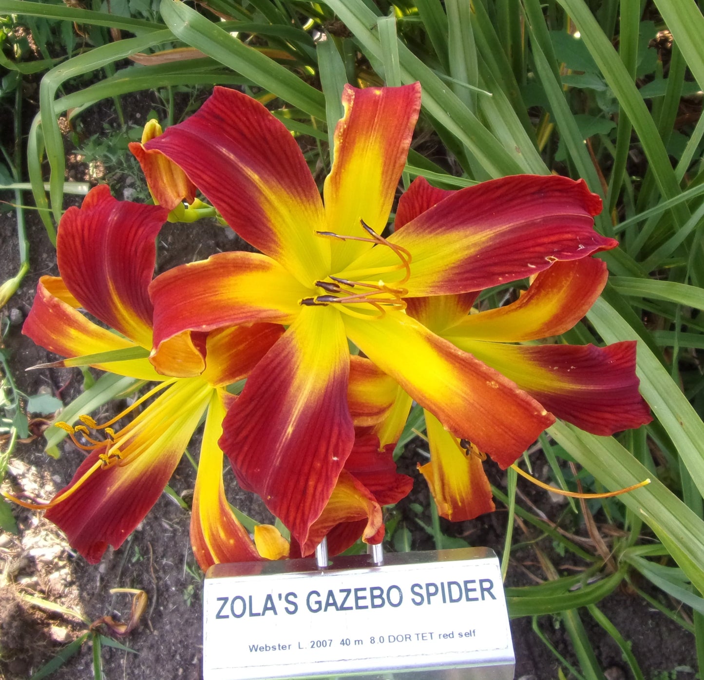 ZOLA'S GAZEBO SPIDER