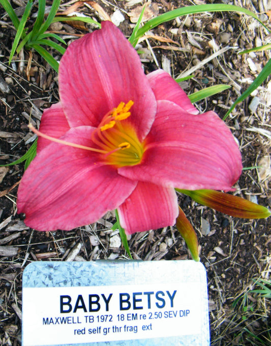 BABY BETSY