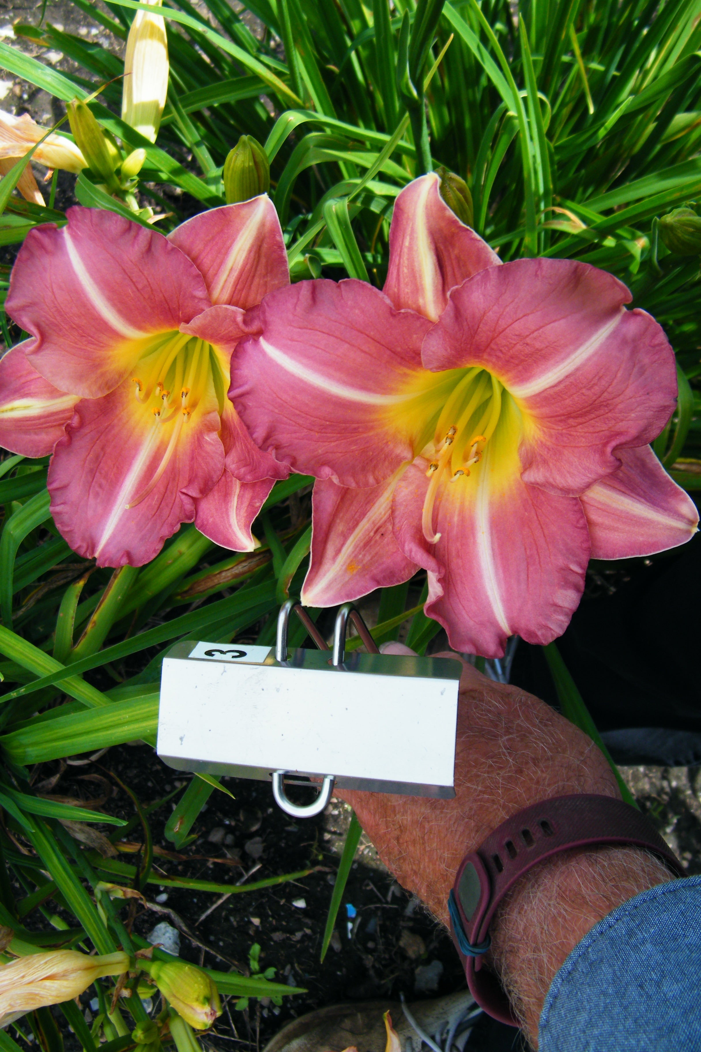 BEST OF FRIENDS – QB Daylily Gardens