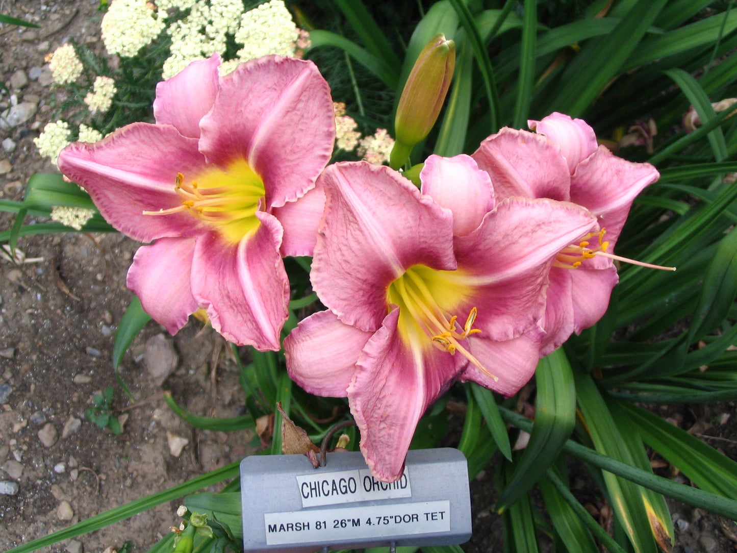 CHICAGO ORCHID