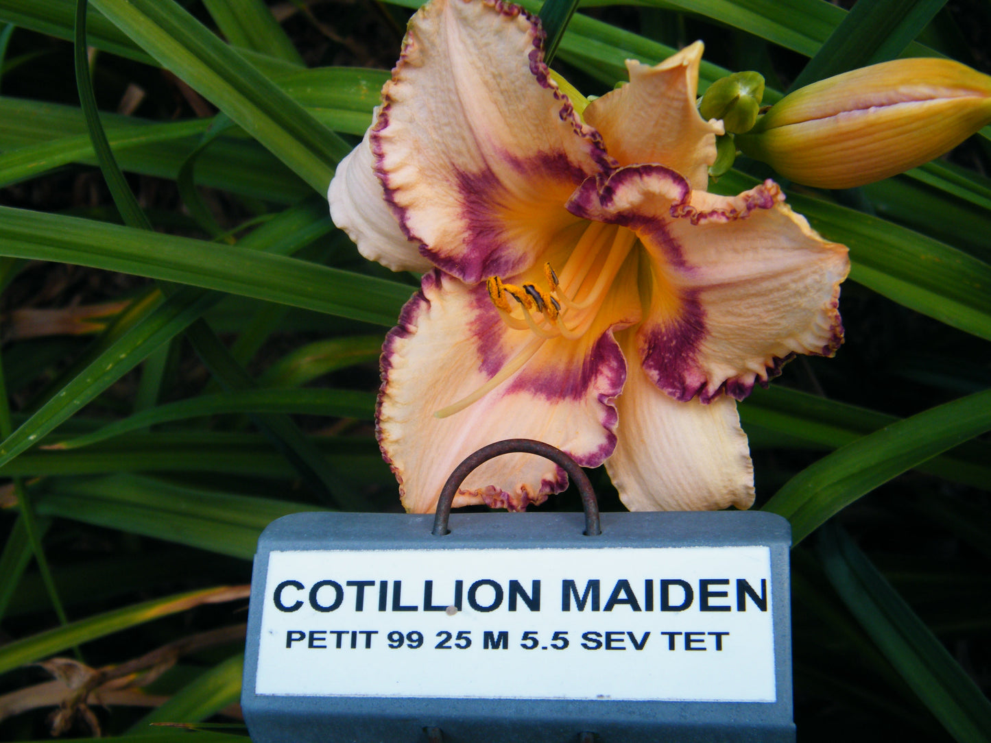 COTILLION MAIDEN