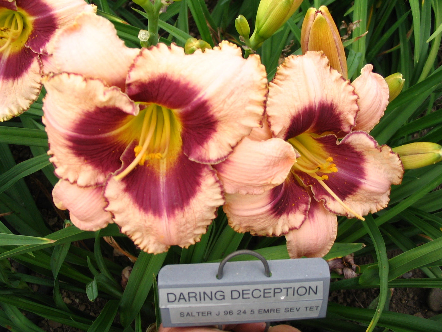 DARING DECEPTION