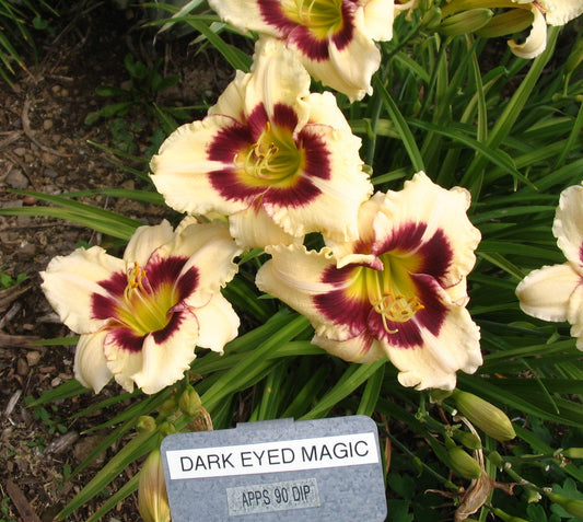 DARK EYED MAGIC