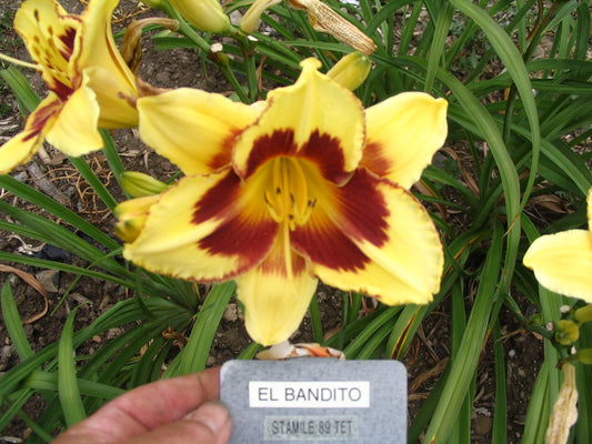 EL BANDITO