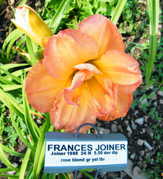 FRANCES JOINER