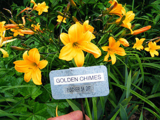 GOLDEN CHIMES