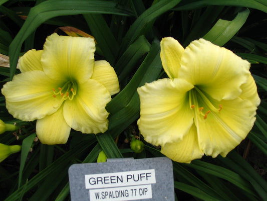 GREEN PUFF