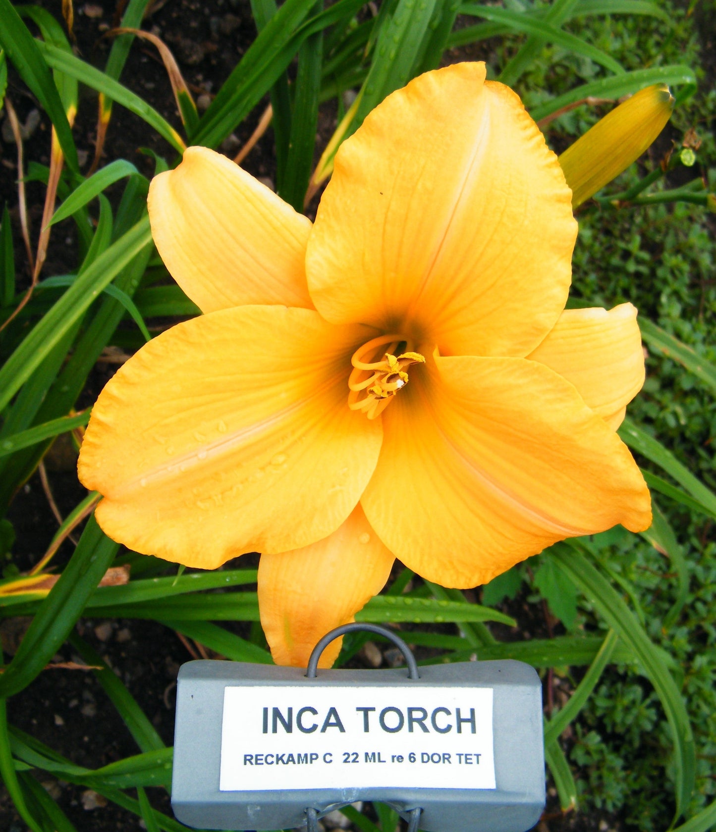 INCA TORCH
