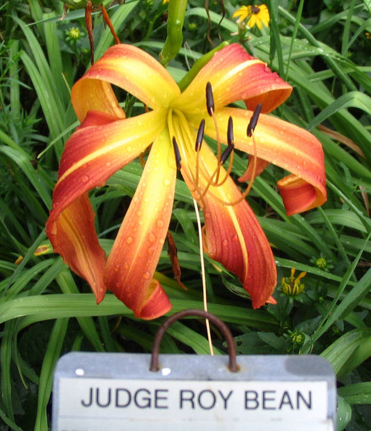 JUDGE ROY BEAN