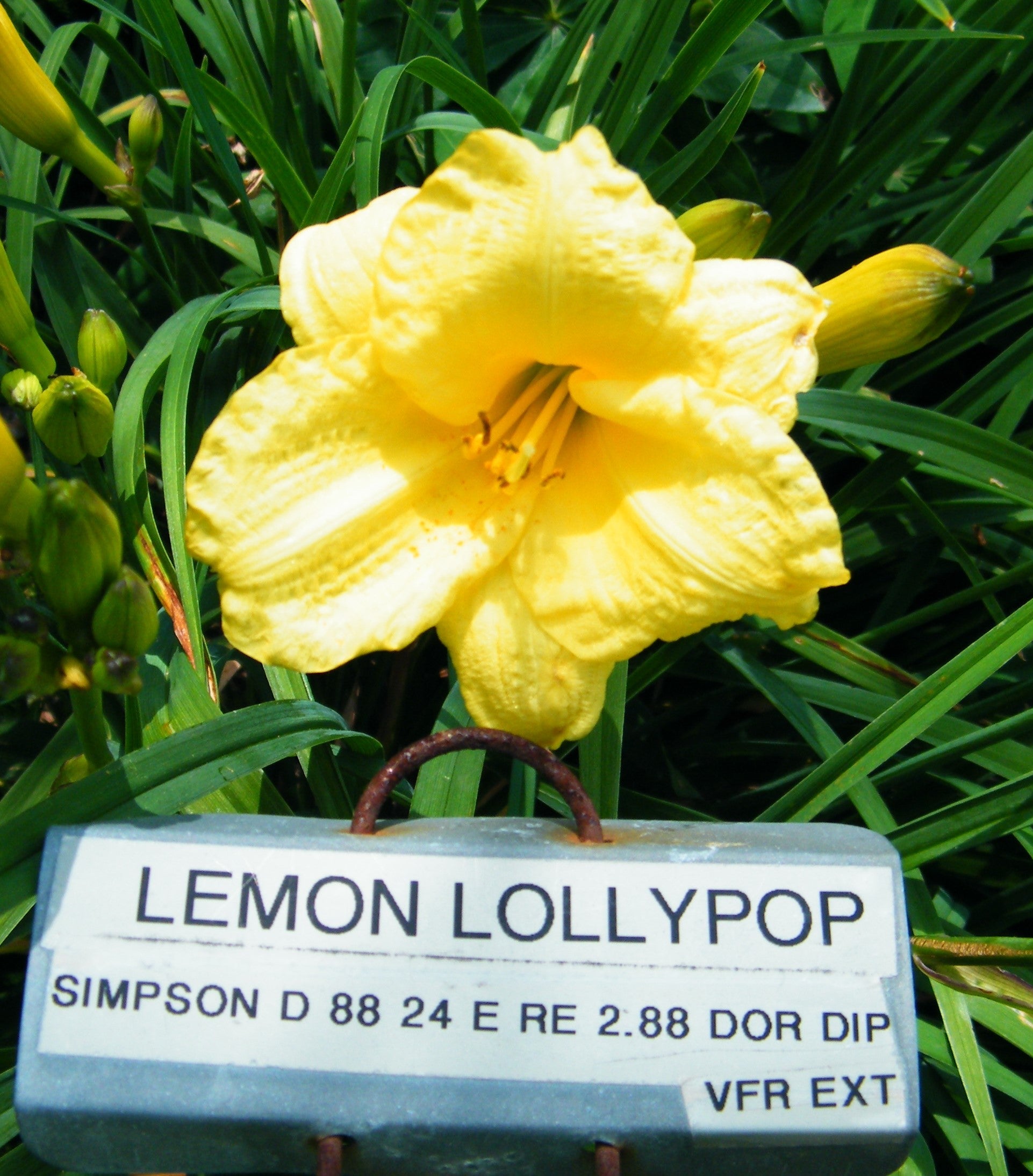 LEMON LOLLYPOP – QB Daylily Gardens