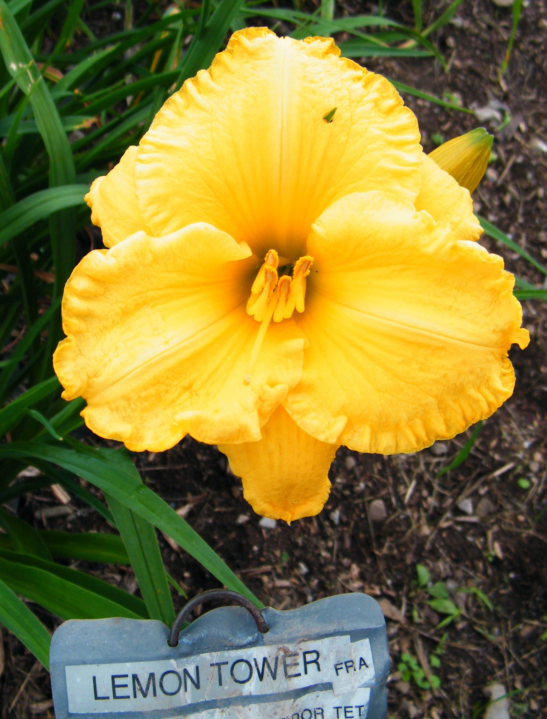 LEMON TOWER – QB Daylily Gardens