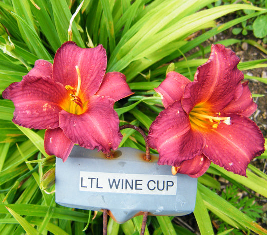 LITTLE WINE CUP