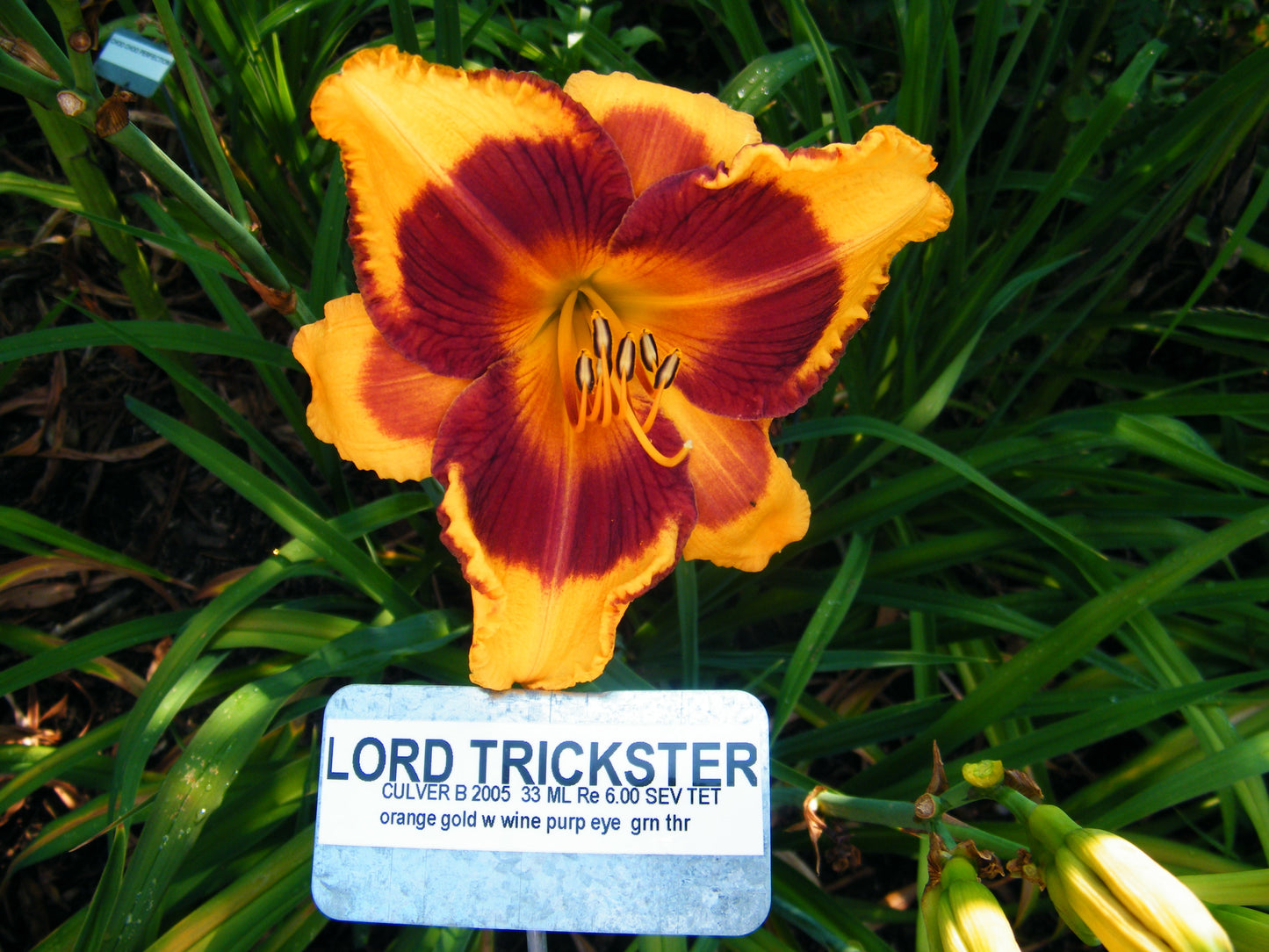 LORD TRICKSTER