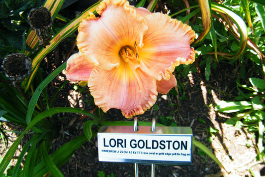 LORI GOLDSTON