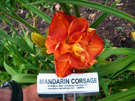 MANDARIN CORSAGE