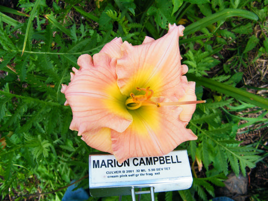 MARION CAMPBELL
