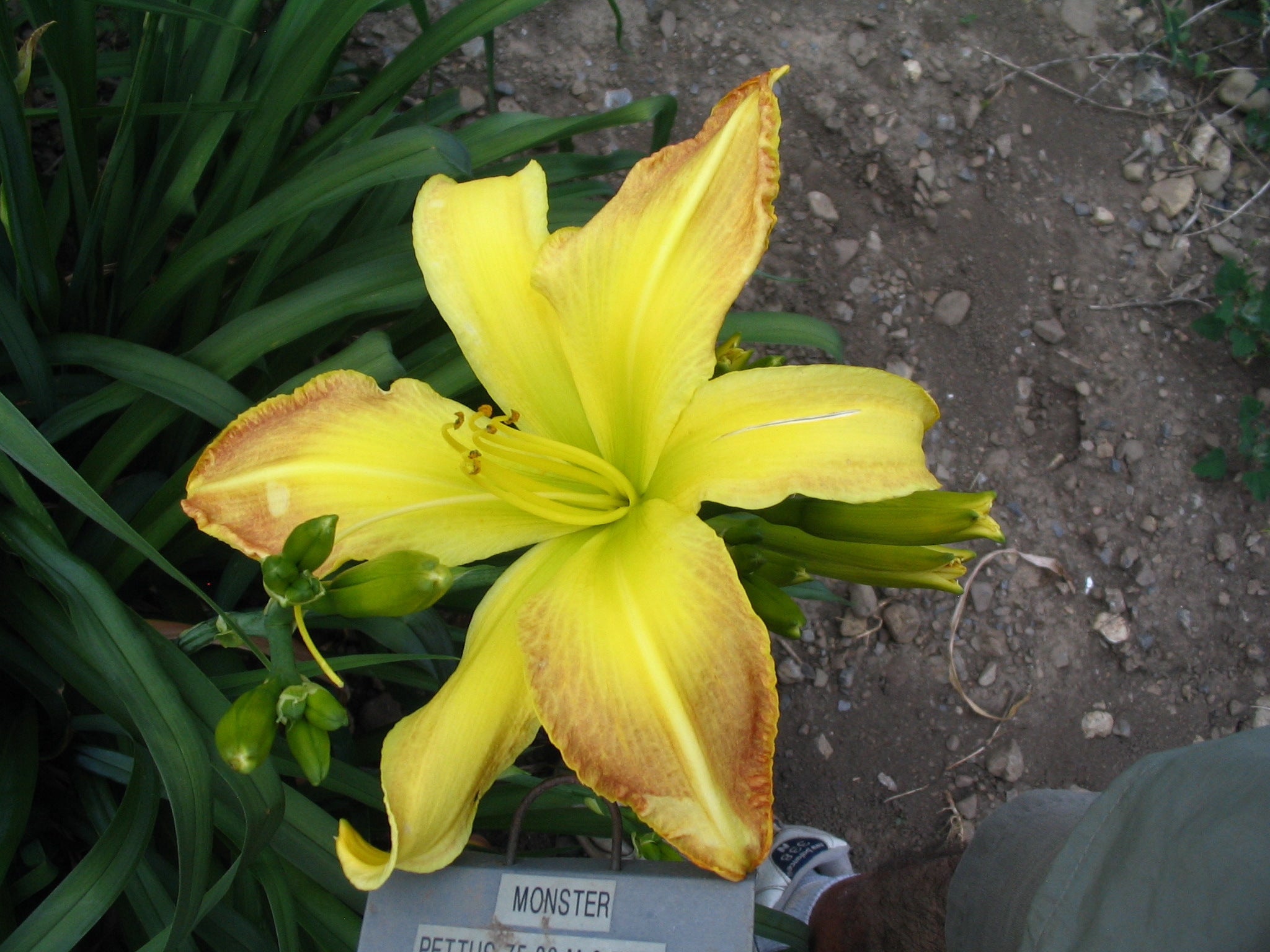 MONSTER – QB Daylily Gardens